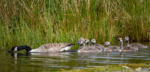 Geese and their goslings on a small pond