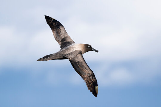 Light-mantled sooty albatross (Phoebetria palpebrata) gliding over the Southern Ocean, south of Macquarie Island. 