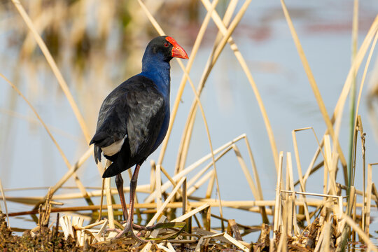 Eastern swamphen (Porphyrio porphyrio) standing in reedbed at edge of lake, Canberra, ACT, Australia. 