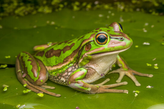 Green and golden bell frog (Litoria aurea) portrait, a large frog with extremely restricted distribution due to Chytrid fungus, Sydney, New South Wales, Australia. 