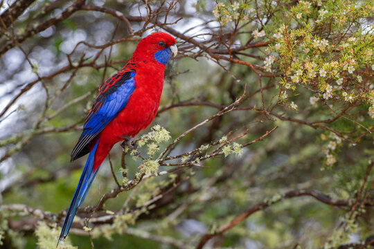 Crimson rosella (Platycercus elegans) perched on branch, Border Ranges, Queensland, Australia.  - Powered by Adobe