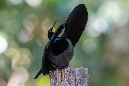Victoria's riflebird (Ptiloris victoriae) male, courtship display, Wet Tropics World Heritage, Lake Eacham, Queensland, Australia. 