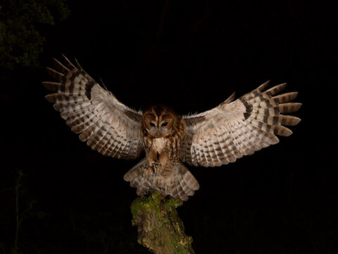 Tawny owl (Strix aluco) landing on perch at night, north Norfolk, England, UK. April. 