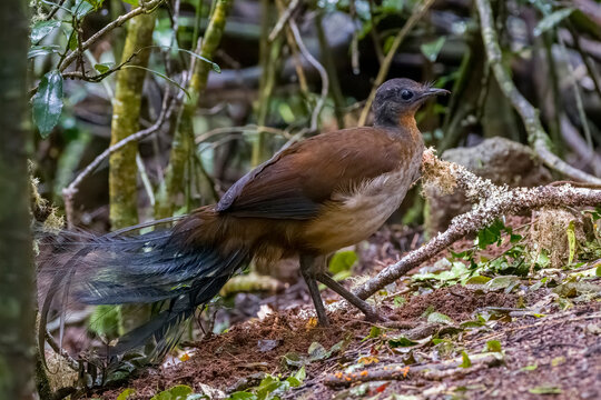 Albert's lyrebird (Menura alberti) male, portrait, eastern Australian temperate rainforest, Border Ranges, Queensland, Australia. 