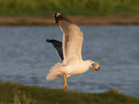 Lesser black-backed gull (Larus fuscus) taking flight holding stolen egg in beak, Cley Marshes, Norfolk, England, UK. April. 