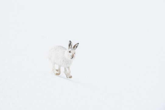 Mountain hare (Lepus timidus) in winter coat, running across an ice field, Cairngorms National Park, Scotland, UK. February. 