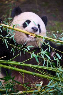 Giant panda (Ailuropoda melanoleuca) female, feeding on bamboo, Zoo Parc de Beauval, France. Captive. 
