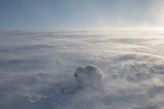  Mountain hare (Lepus timidus) resting on snow in gale force winds and swirling spindrift high on exposed plateau, Cairngorms National Park, Scotland, UK. February. 