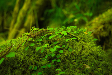 森の中の苔の生えた岩に絡まるツタの葉