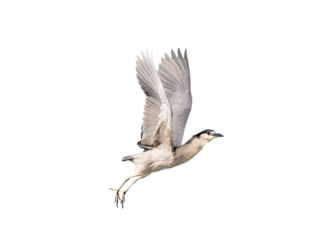 Black-Crowned Night Heron (Nycticorax nycticorax) Photo, in Flight on a Transparent Isolated PNG Background