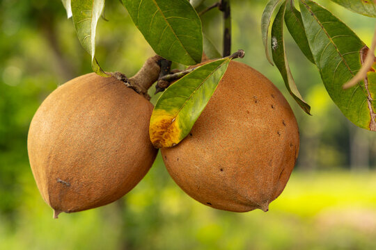 Malabar chestnut or Monguba fruits on a tree in Costa Rica