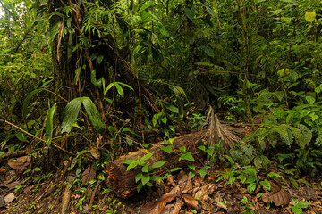rainforest in the Tenorio National Park in Costa Rica