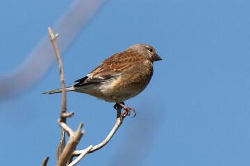 Linotte mélodieuse,.Linaria cannabina, Common Linnet
