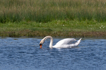 Cygne tuberculé,.Cygnus olor, Mute Swan