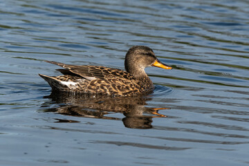 Canard colvert, femelle,. Anas platyrhynchos, Mallar