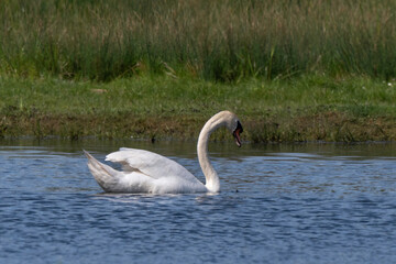 Cygne tuberculé,.Cygnus olor, Mute Swan