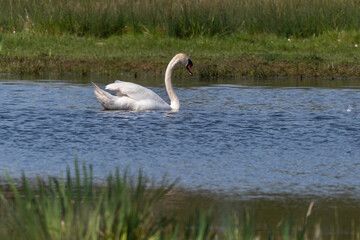 Cygne tuberculé,.Cygnus olor, Mute Swan