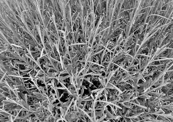 monochrome macro of a thick bush