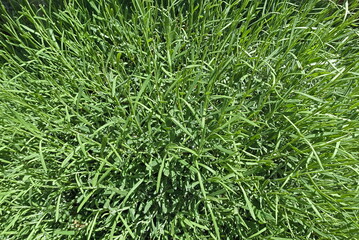 macro of a vivid and dense bush