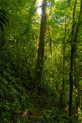 Obraz premium rainforest in the Tenorio area in Costa Rica
