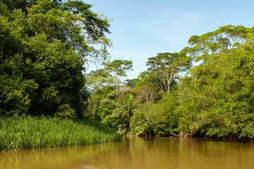 Fototapeta premium Rio Frio river in the Cano Negro nature reserve in Costa Rica