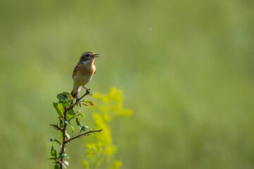A male whinchat sits atop the bush and sings its song towards the camera lens on a sunny summer evening with a green background with copyspace.