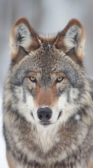 Fototapeta premium A beautiful wolf with a brown and gray coat is staring at the camera