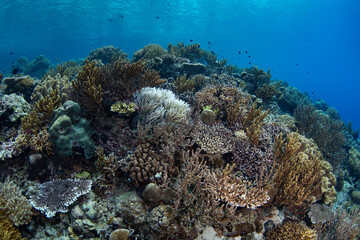 Healthy corals cover a beautiful reef slope on a remote island in the Forgotten Islands of Indonesia. This scenic, tropical region harbors extraordinary marine biodiversity.