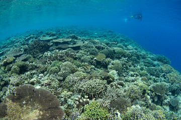 Healthy corals cover a beautiful reef slope on a remote island in the Forgotten Islands of Indonesia. This scenic, tropical region harbors extraordinary marine biodiversity.