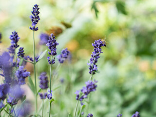 Pollination with bee and lavender with sunshine, sunny lavender.