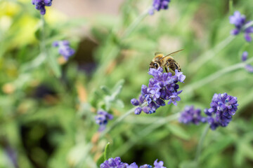 Pollination with bee and lavender with sunshine, sunny lavender.