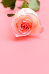 Fototapeta premium beautiful pastel rose flower on pink background, valentine day