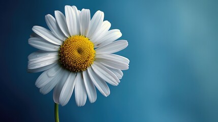 Obraz premium Bellis perennis the daisy is a European plant belonging to the Asteraceae family commonly known as the emblematic species of the daisy name