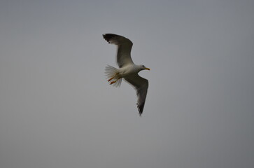 seagull in the sky