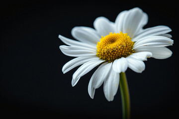 Fototapeta premium A close-up of daisy flower petals, macro photography, black background, blurred, soft light, fresh colors, white and yellow color combination, delicate texture, elegant mood.