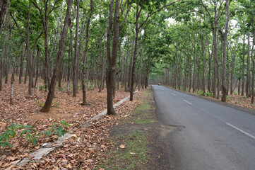 Obraz premium Amarkantak , India - 25 May 2024 Rough road in the forest at Anuppur Madhya Pradesh India