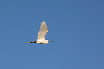 Little Egret - Egretta garzetta - white bird with a yellow beak flies through a blue sky