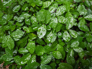 Wet green leaf bush background with raindrops,The beauty of the leaves is that they have lobes that are naturally wet.