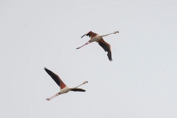 Obraz premium Phoenicopterus - Two pink flamingos flying in the sky