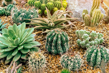 Fototapeta premium Various fresh cactus in the farm. A collection of cacti flourishing. Cactus plant in the arboretum. Industrial cactus farm in greenhouse with different types of cacti and succulents grown for sale.