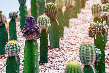 Various fresh cactus in the farm. A collection of cacti flourishing. Cactus plant in the arboretum. Industrial cactus farm in greenhouse with different types of cacti and succulents grown for sale.