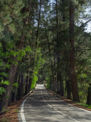 road through the forest with man jumping in the background