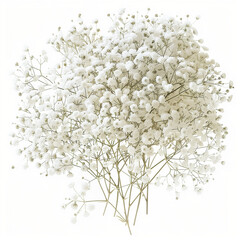 A bunch of Baby's Breath. White background, cut out.