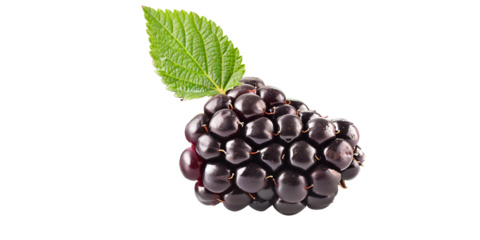 Blackberries isolated on transparent or white background 