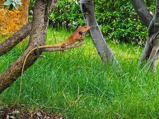 gecko lizard on the tree