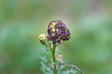 Insects caterpillars on a flower.