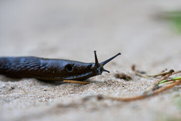 Brown snail crawling on the ground.