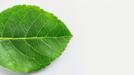 Obraz premium Crosssection of a leaf with visible intercellular spaces, microscope leaf, structure and function