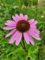 Echinacée © Laurie