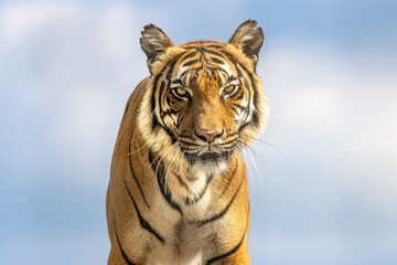 Malayan tiger portrait